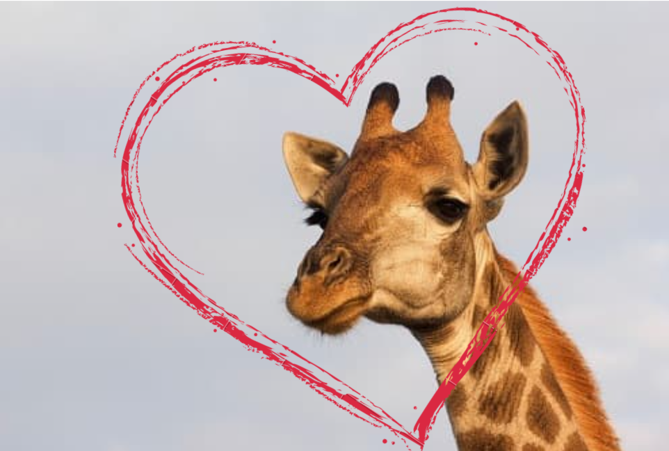 girafe-mammifere-au-grand-coeur